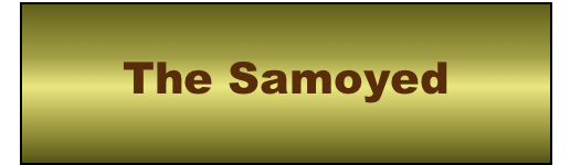 




The Samoyed